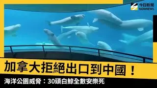 加拿大拒絕出口到中國！海洋公園威脅：30頭白鯨全數安樂死｜NOWNEWS #CC字幕