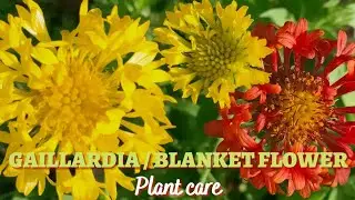 Easy Perennial for Colorful Gardens | Gaillardia | Blanket flower - Plant care