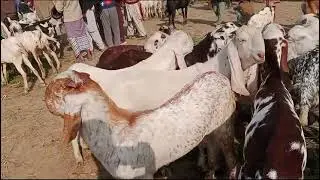makhe chani breedar Bakra Dunya Pur Mandi ma