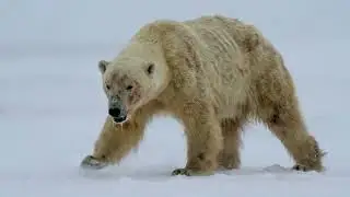Injured Polar Bear Mother Couldn't Hunt, Begs Humans to Save Her Starving Cub | Animal Rescue