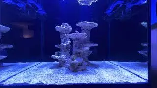 Rising air bubbles from sand and rock tank that&rsquo;s cycled 