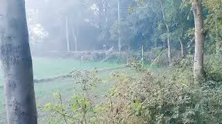 American Jungl world Amazon ||अमेरिका जंगली जानवर