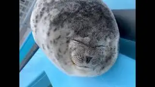Sooo cute | Pet Lovers | Follus