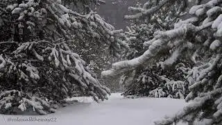 1 Hour of Beautiful Relaxing Snow Falling in Pine Forest | Relaxing Music with Snowy Forest