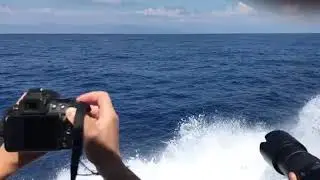 Avvistamento balene in Liguria