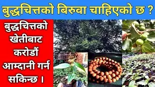 बुद्धचित्तको बिरुवाबाट करोडौं आम्दानी || Millions of income from Buddhachitta plants @KrishiSandesh