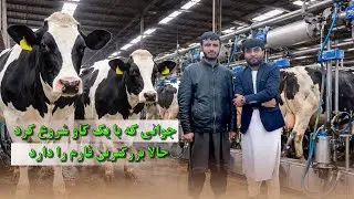 از یک گاو تا یک فارم موفق |  داستان واقعی یک جوان افغان