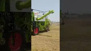 मूंग कटाई एमपी में|| vishal435 with sms moong katai #viral #farming #combine #vishal435