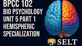 BPCC 102 | Hemispheric Specialization Explained | IGNOU Bio Psychology Unit 5 Part 1 | SELT EDU HUB
