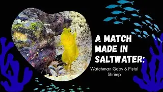 A Match Made in Saltwater: Watchman Goby and Pistol Shrimp