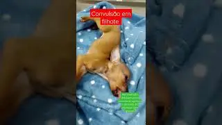 Convuls&atilde;o em filhote com hipoglicemia - c&atilde;o