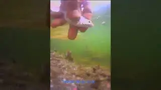Отпускаю маленькую густёрку  #fishing #рыбалканаозере #рыбалка #catchandrelease #underwater