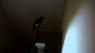 تصفير ببغاء كاسكو (ريكو)