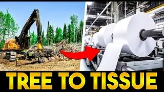 From Tree to Tissue: The Truth Behind Sustainable Toilet Paper