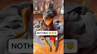 When I ask my Miniature Pinscher what he did 😂#miniaturepinscher #funnydogsvideos #dogshorts #viral