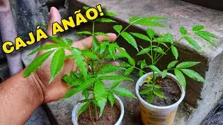 Como Plantar Cajá Anão em Casa (Passo a Passo Simples)