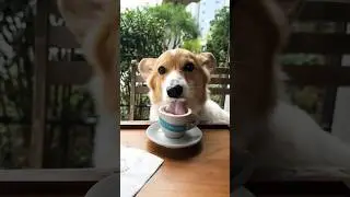 5599 #short #shorts #viral #shortsviral #dog #mili Khadanga 2M Lovely collection 💕&hearts;️🐕
