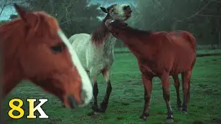 8K Amazing Animals Collection/ Relaxing Music/Beautiful Wildlife