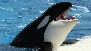 Orca: Killer Whale's Habitat Amazing Documentary Film