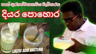 Rice-Wash Miracle: Create Your Own Lactic Acid Bacteria for Organic Farming