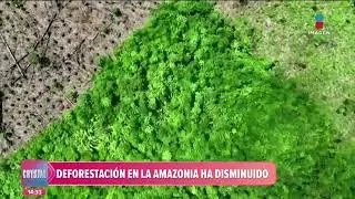 Disminuye la deforestaci&oacute;n en la Amazonia de Brasil | Noticias con Crystal Mendivil