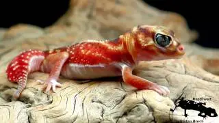Nephrurus