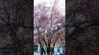 Hello Spring #spring #seattle #blossom