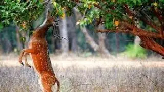 Nanda Devi National Park Uttrakhand