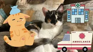 Kitty Cat Surgery | My Heart 💔 Medical Emergency 🚨 | April Davis PI