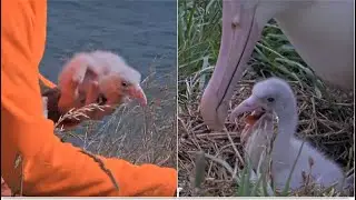 BOK Regurgitates Squid Beak During Feeding! Chick Spits Out! Weight & Squid Beak Retrieval 1.26.26