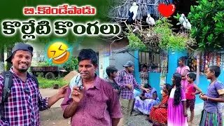 బి కొండేపాడులో   వలస పక్షులు కొల్లేటి కొంగలు  అమ్మోయ్ ఎన్ని ఉన్నాయో 🦩🦩 పెద్దగా రాబందుల్లా  ఉన్నాయ్ .
