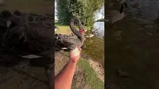 Hungry Black Swan