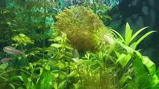Ciano 100 aquarium, 8 week review. 16 glow light tetra