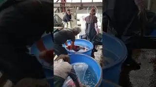 Marusei koi farm Jumbo koi harvest started in Japan - Authorised dealer of premium kois in india