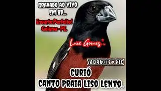 Curió Praia Liso Lento🎼 Muita Melodia ao vivo em HD 🎶 A melhor opção para o encarte do seu Curió®️