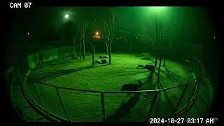 Surveillance camera captured a raging tiger after missing mating season at a Canadian zoo recently.