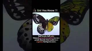 Half female, half male.Bilateral gynandromorphism is a rare genetic disorder😱 #butterflies #shorts