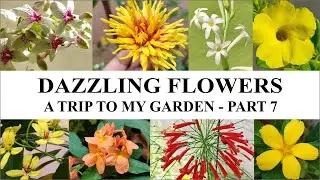 Dazzling flowers - A Trip to my garden | Part 7