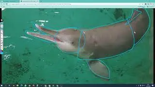 How to draw rare animal the Baiji Dolphin