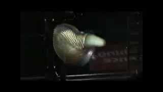 Female argonaut out of her shell
