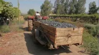 Frontera Wines Harvest