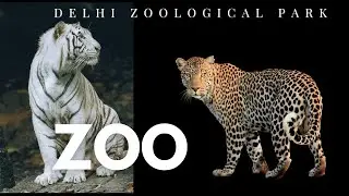 Delhi Zoo Complete Guide 🇮🇳 | is It Worth Visiting in 2025? | Delhi National Zoological Park Tour