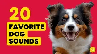 20 Favorite Dog Sounds (And That They Love) 🐶