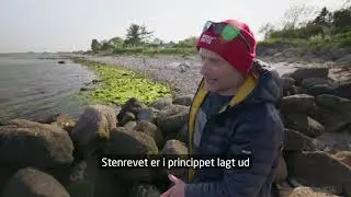 Naturbaseret løsning: kystbeskyttelse og biodiversitet via ét stenrev ved Samsø