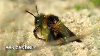 Zandbij