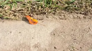 Invasive Ant Species in NE Illinois?