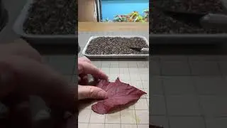 Procumbent-Open Vein Propagation of a Leaf 01
