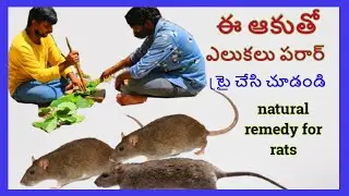 ఎలుకలు ను చంపకుండా పారిపోయేటట్లు చేయడం ఎలాగో తెలుసా || natural remedy for rats || ఈ ఆకు ను వాడండి