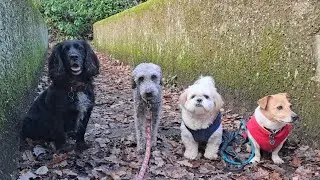 This Video Might Make Your Dog Howl