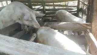 Cheap way of feeding pigs 🐖  in village for beginners 